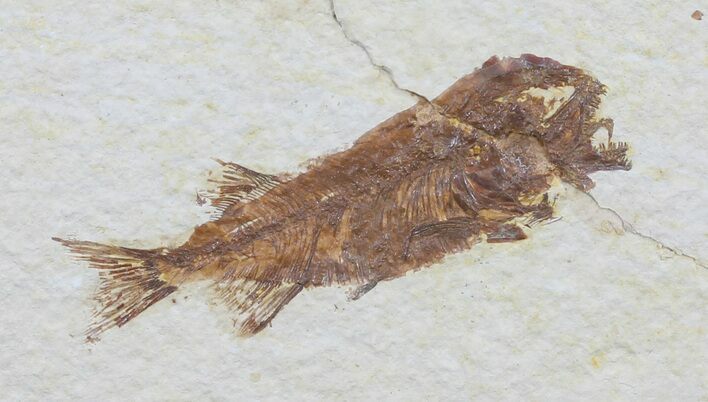 Juvenile Phareodus Fossil Fish - Wyoming #60463